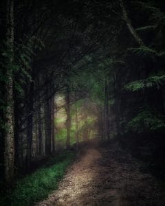 dirt road between trees