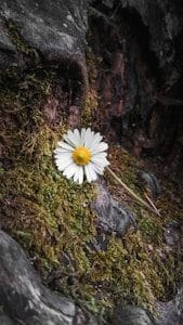 white daisy on green grass