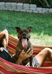 brown and white short coated dog on mans lap