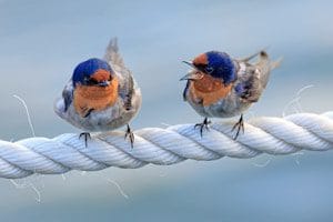 two birds sitting on top of a white rope