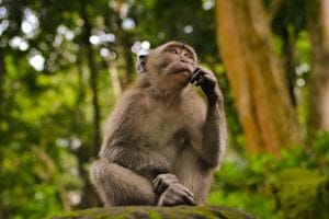 gray monkey in thinking pose