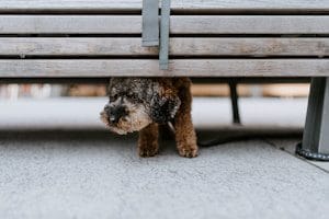 black and brown long coated small dog under brown wooden bench